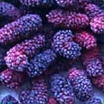 Mulberry Fruit Extract